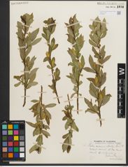 Foto von Salix serissima (L. H. Bailey) Fern.
